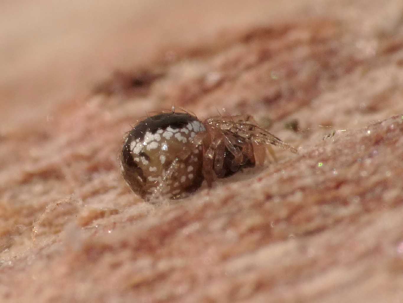 Giovane Sardinidion blackwalli - Torrimpietra (RM)